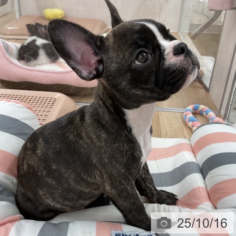 フレンチ・ブルドッグの写真