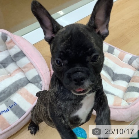 フレンチ・ブルドッグの写真