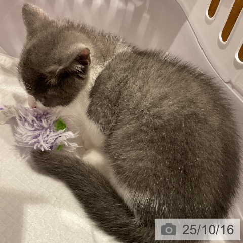 マンチカンの写真