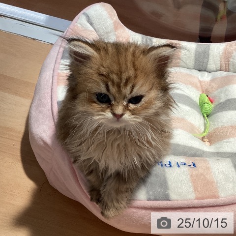 ペルシャの写真