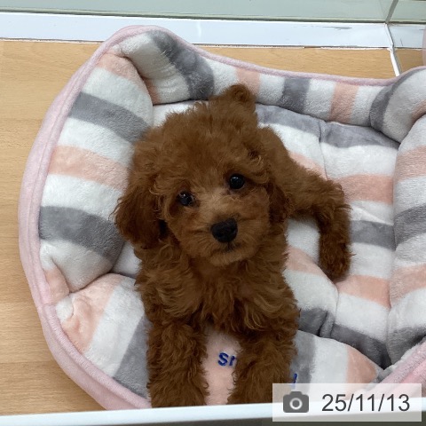 福岡県のトイプードル(トイ) (ペットプラス 黒崎店/2025年8月12日生まれ/男の子/レッド)の子犬の4枚目の画像