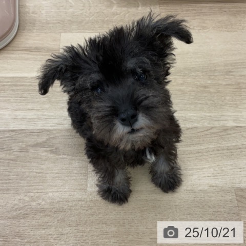 ミニチュア・シュナウザーの写真