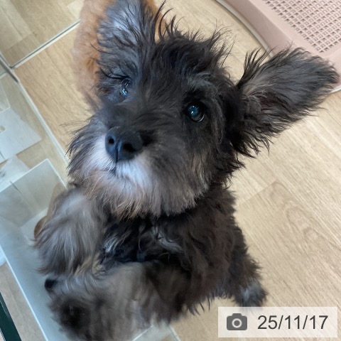 ミニチュア・シュナウザーの写真