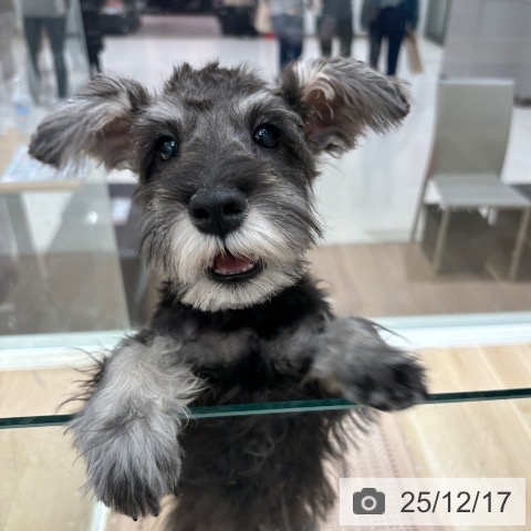 千葉県のミニチュアシュナウザー (ペットプラス 木更津店/2025年8月14日生まれ/男の子/ソルトペッパー)の子犬の4枚目の画像