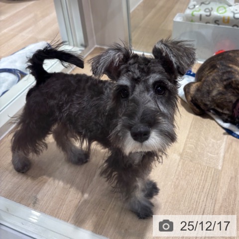 千葉県のミニチュアシュナウザー (ペットプラス 木更津店/2025年8月14日生まれ/男の子/ソルトペッパー)の子犬の3枚目の画像