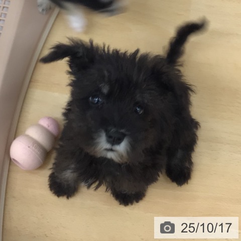ミニチュア・シュナウザーの写真