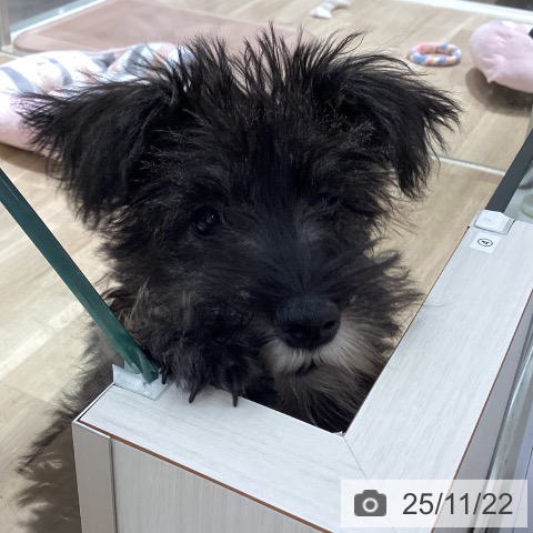 ミニチュア・シュナウザーの写真