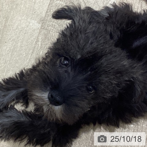 ミニチュア・シュナウザーの写真