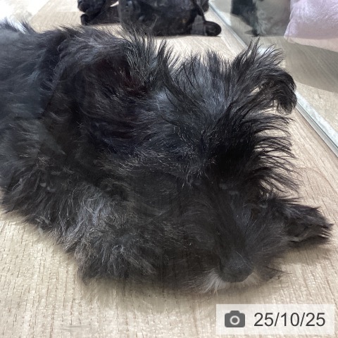 ミニチュア・シュナウザーの写真