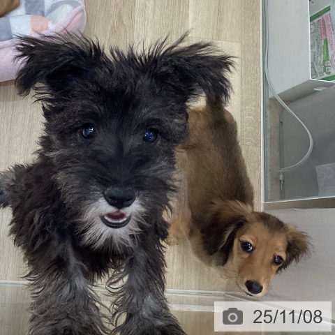 ミニチュア・シュナウザーの写真