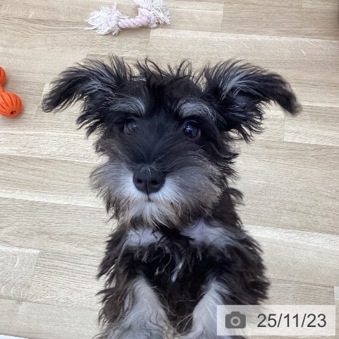 ミニチュア・シュナウザーの写真