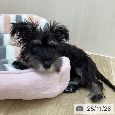 ミニチュア・シュナウザーの写真