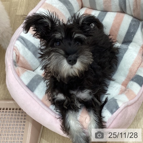 ミニチュア・シュナウザーの写真