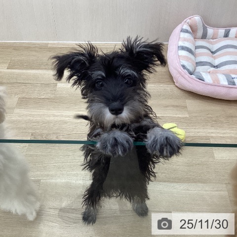 ミニチュア・シュナウザーの写真