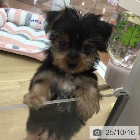 ヨークシャー・テリアの写真