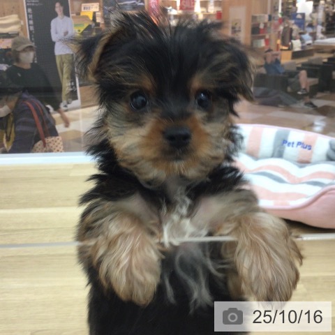 ヨークシャー・テリアの写真