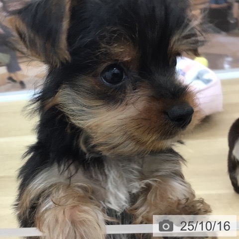 ヨークシャー・テリアの写真