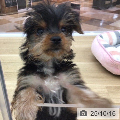 ヨークシャー・テリアの写真