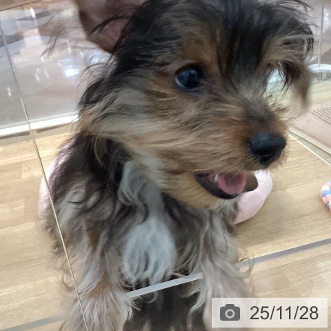 福岡県のヨークシャーテリア (ペットプラス MARK IS 福岡ももち店/2025年8月4日生まれ/男の子/スチールブルータン)の子犬の4枚目の画像