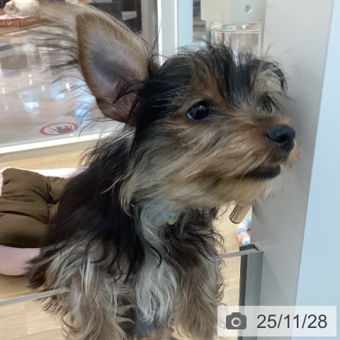 福岡県のヨークシャーテリア (ペットプラス MARK IS 福岡ももち店/2025年8月4日生まれ/男の子/スチールブルータン)の子犬の3枚目の画像