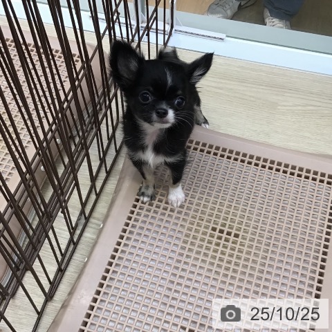 チワワの写真