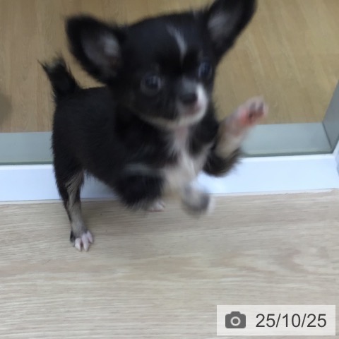 チワワの写真