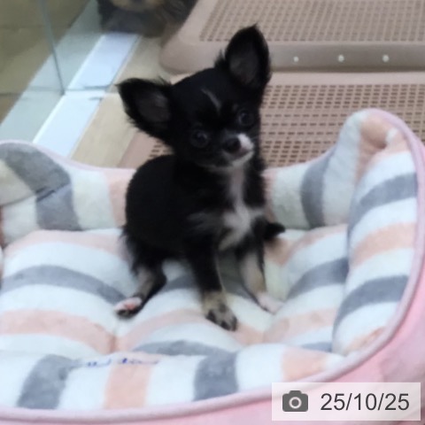 チワワの写真
