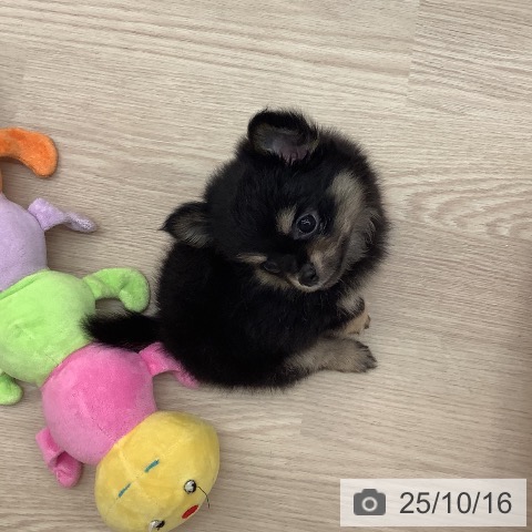 チワワの写真