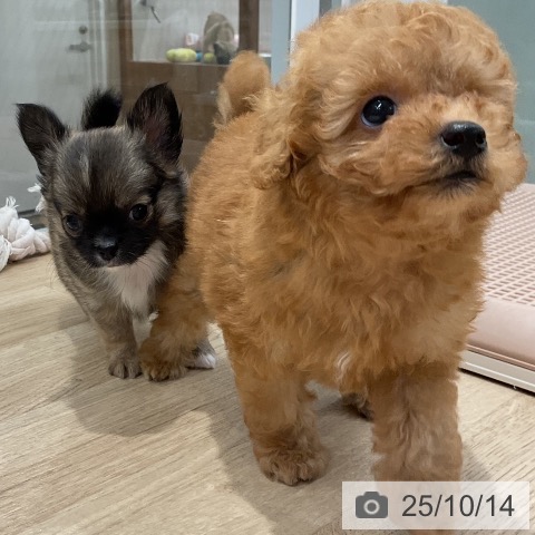 チワワの写真