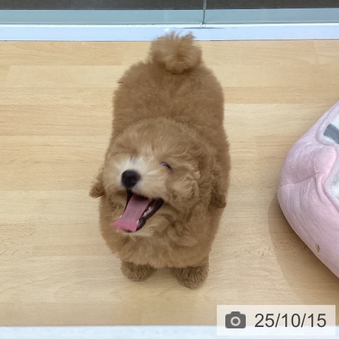 トイ・プードルの写真