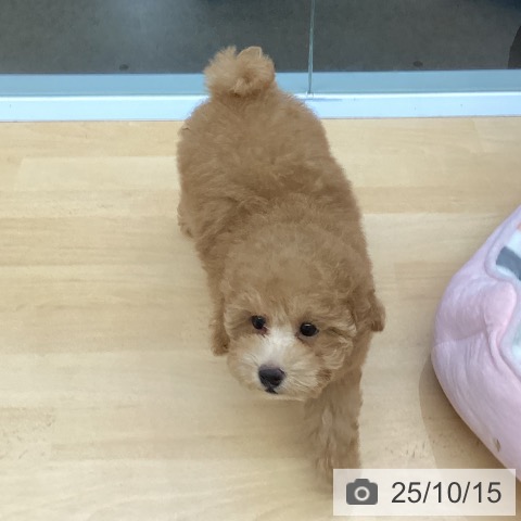 宮崎県のトイプードル(トイ) (ペットプラス 宮崎店/2025年8月14日生まれ/女の子/アプリコット)の子犬の4枚目の画像