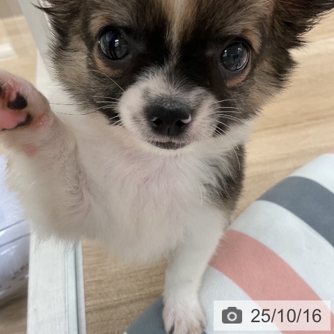 チワワの写真