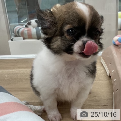 チワワの写真