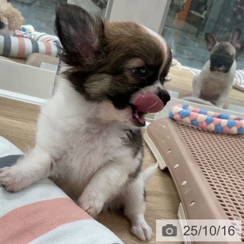 チワワの写真