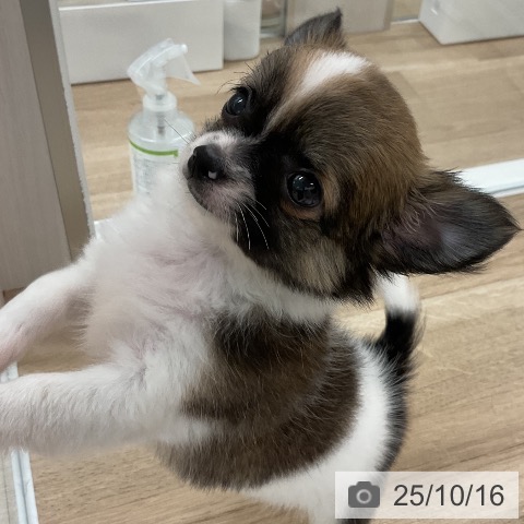チワワの写真
