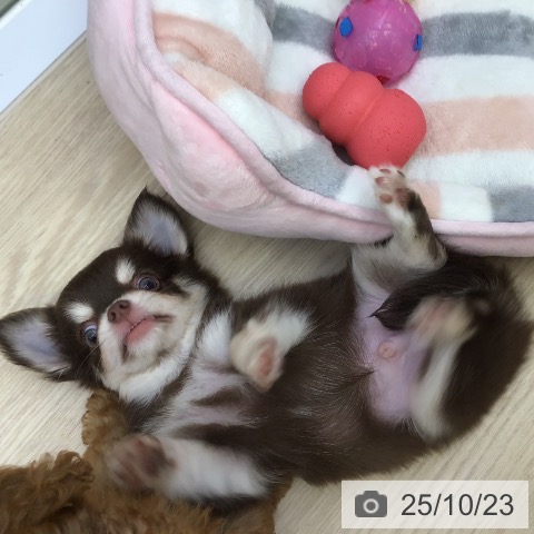 チワワの写真