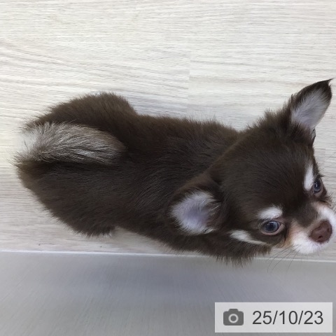 チワワの写真