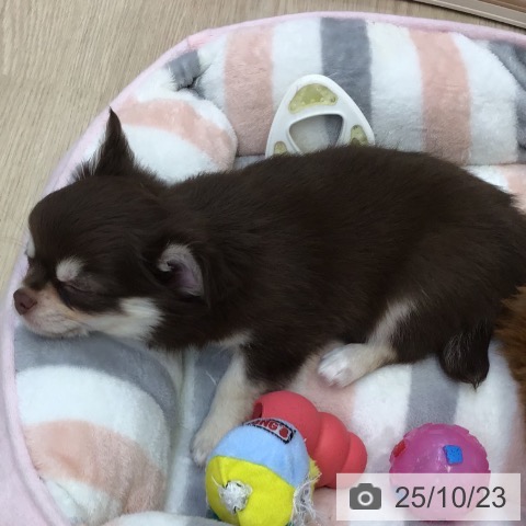 チワワの写真