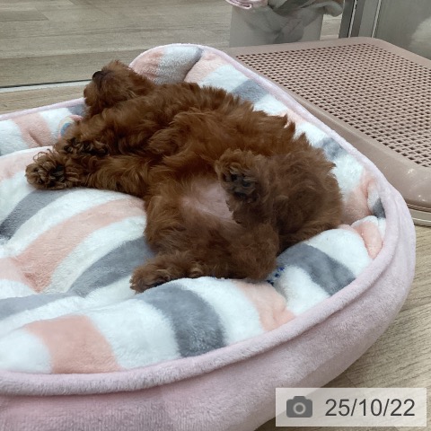 トイ・プードルの写真