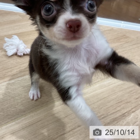 チワワの写真