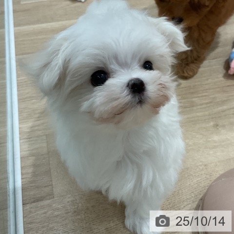マルチーズの写真