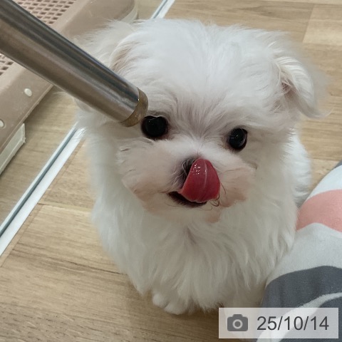 マルチーズの写真