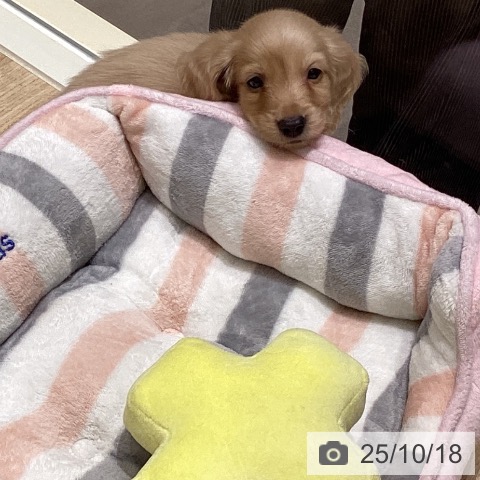 ミニチュア・ダックスフンドの写真