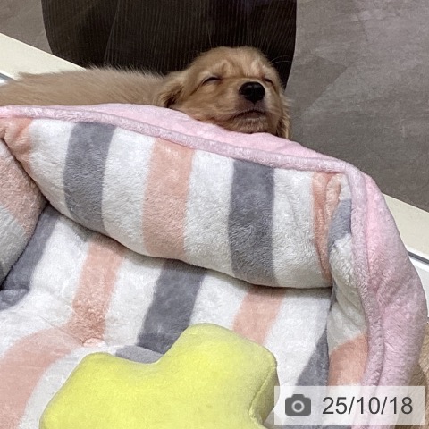 ミニチュア・ダックスフンドの写真