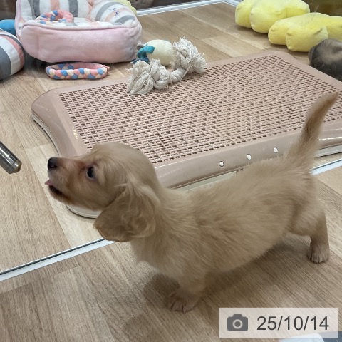 ミニチュア・ダックスフンドの写真