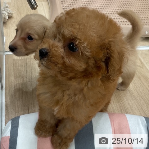 ミニチュア・ダックスフンドの写真