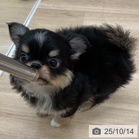 チワワの写真