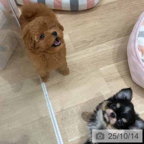 チワワの写真