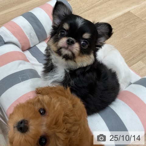 チワワの写真