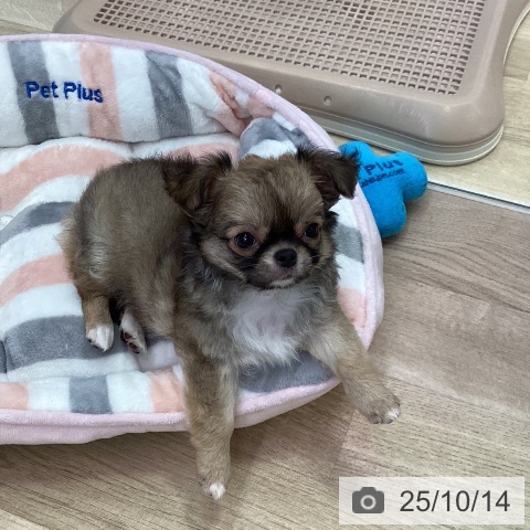 チワワの写真